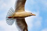 Gull Overhead_25097